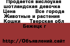 Продается вислоухая шотландская девочка › Цена ­ 8 500 - Все города Животные и растения » Кошки   . Тверская обл.,Бежецк г.